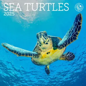 Sea Turtles 2025 Mini Wall Calendar