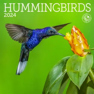 Hummingbirds 2024 Mini Wall Calendar #897839