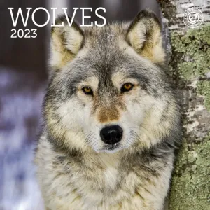 Wolves 2023 Mini Wall Calendar
